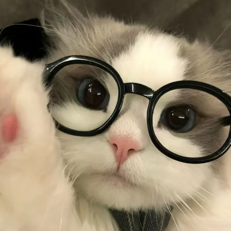 99+ avatar cute mèo đẹp nhất làm mê mẩn mọi ánh nhìn · ảnh 2