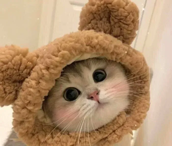99+ avatar cute mèo đẹp nhất làm mê mẩn mọi ánh nhìn · ảnh 3