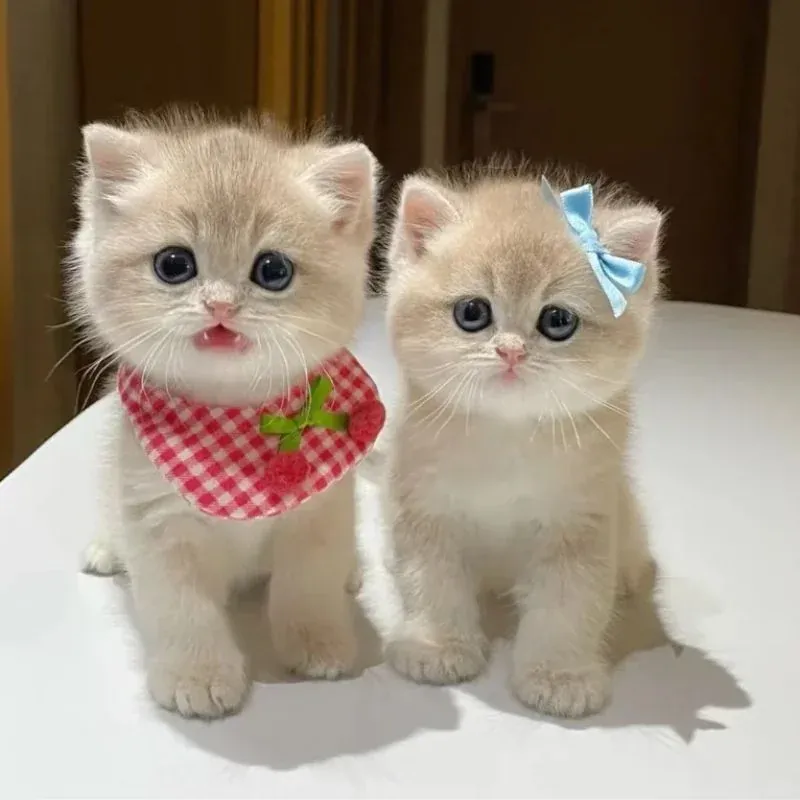 99+ avatar cute mèo đẹp nhất làm mê mẩn mọi ánh nhìn