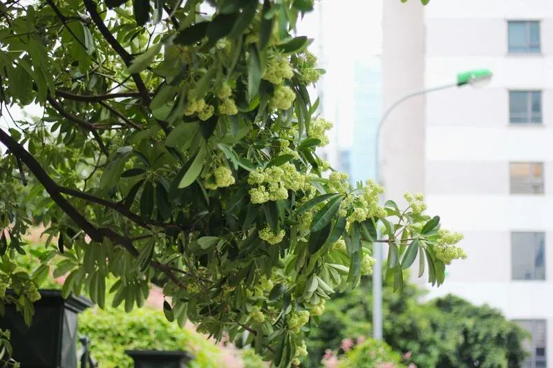 Tuyển tập 50+ hình ảnh cây hoa sữa đẹp nao lòng · ảnh 3